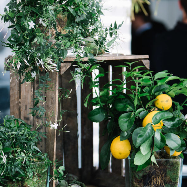 Wooden crates lemon tree and olive tree displayed ona buffet for a provence decoration theme