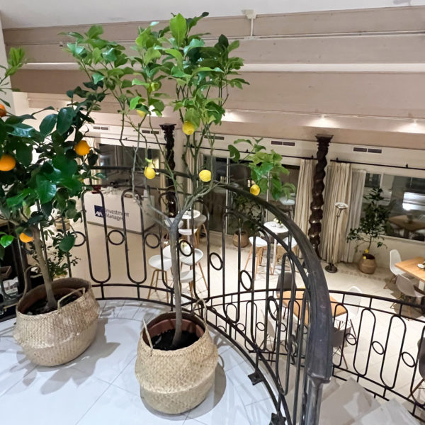 Plants on the headquarters in Cannes