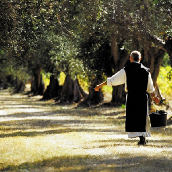 MOnk on the island carrying a bucket in the alley of olive trees