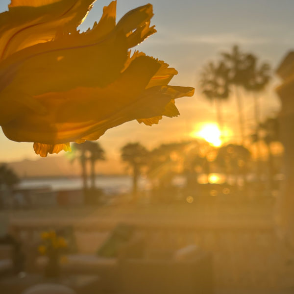 Yellow tulip at sunset during MIPIM on the croisette terrace headquarters
